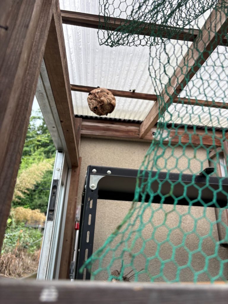 スズメバチ
